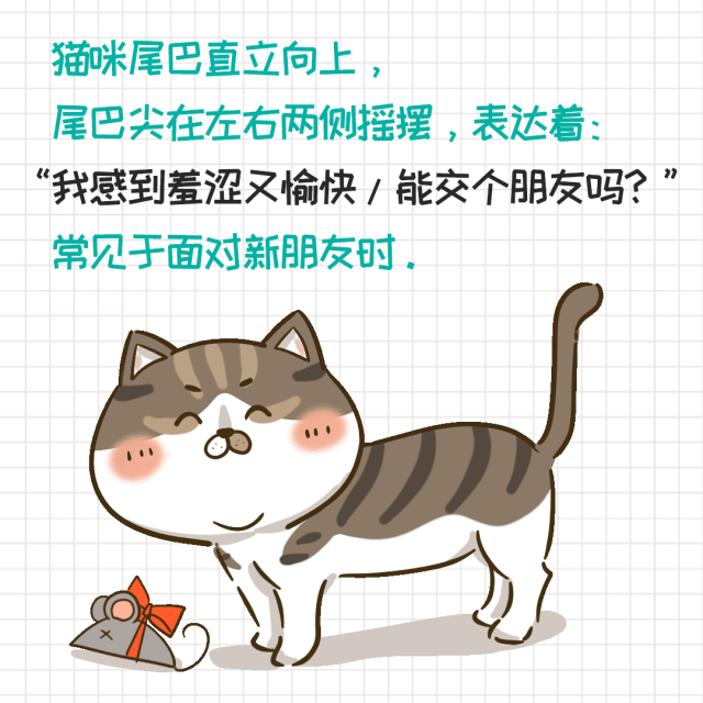 猫的尾巴有什么作用(猫尾巴的作用)