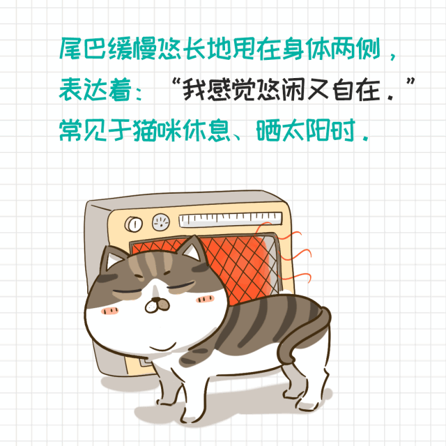 猫的尾巴有什么作用(猫尾巴的作用)