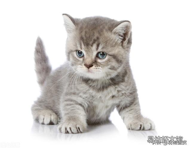 猫尾巴的作用(猫尾巴的作用和功能)