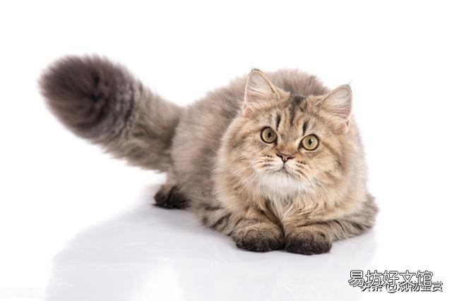 猫尾巴的作用(猫尾巴的作用和功能)