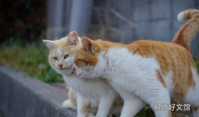 小猫咪一直叫个不停是怎么回事(小猫一直叫是什么原因)