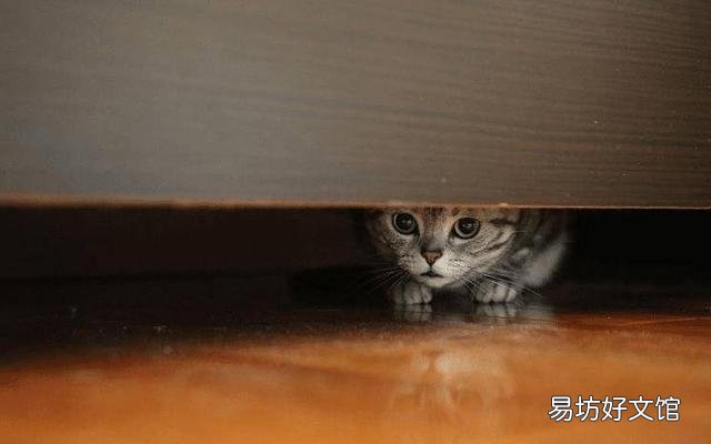 小猫咪一直叫个不停是怎么回事(小猫一直叫是什么原因)