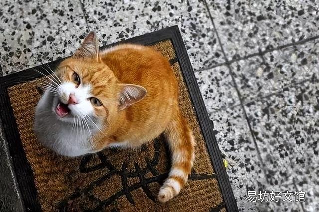 小猫咪一直叫个不停是怎么回事(小猫一直叫是什么原因)