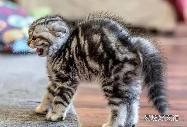 小猫咪一直叫个不停是怎么回事(小猫一直叫是什么原因)