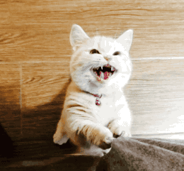 小猫咪一直叫个不停是怎么回事(小猫一直叫是什么原因)