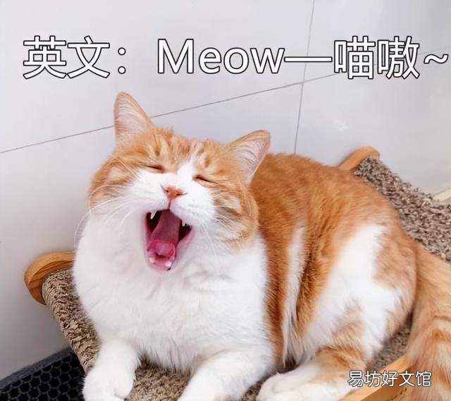 小猫咪一直叫个不停是怎么回事(小猫一直叫是什么原因)