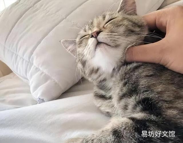 小猫咪一直叫个不停是怎么回事(小猫一直叫是什么原因)