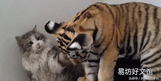 老虎是猫科动物吗(狮子和老虎是猫科动物吗)