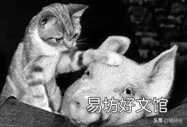 猫咪可以吃猪肉吗(两个月猫咪可以吃猪肉吗)