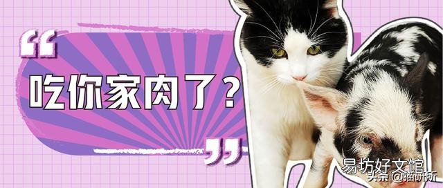 猫咪可以吃猪肉吗(两个月猫咪可以吃猪肉吗)