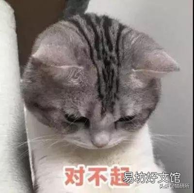 猫咪可以吃猪肉吗(两个月猫咪可以吃猪肉吗)