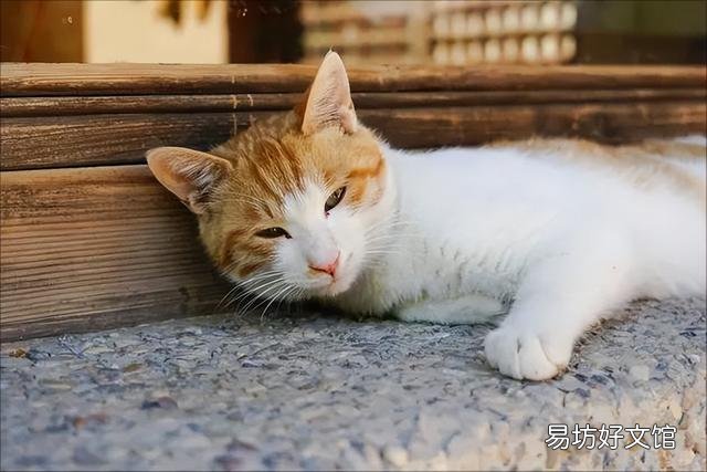 判断猫身上是否有跳蚤(怎么判断猫咪身上是不是有跳蚤)
