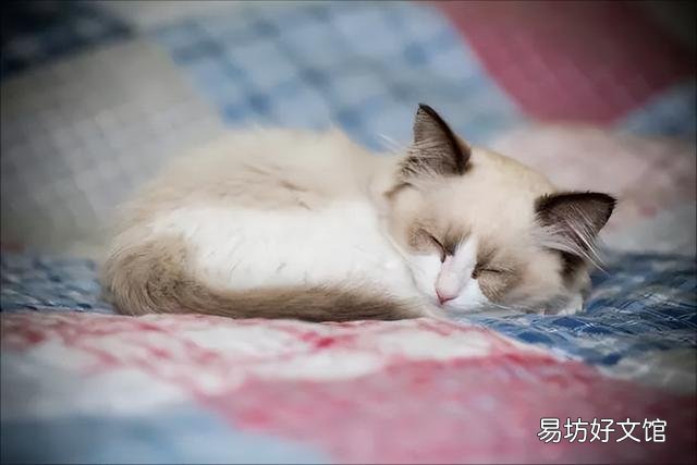 判断猫身上是否有跳蚤(怎么判断猫咪身上是不是有跳蚤)