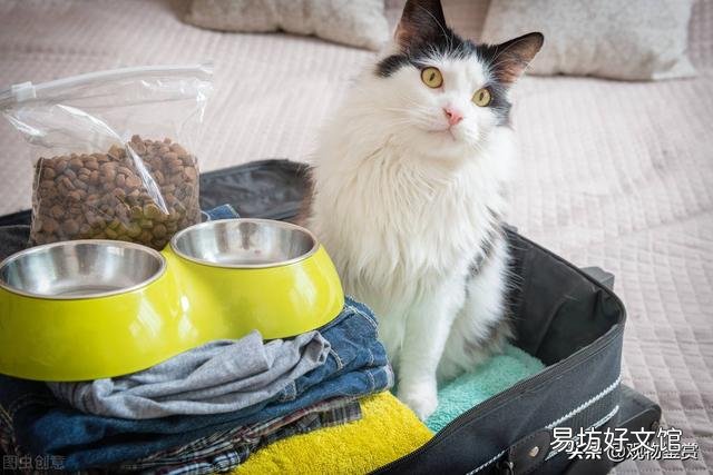 猫咪怎么托运到外地(猫咪怎么托运到外地安全)