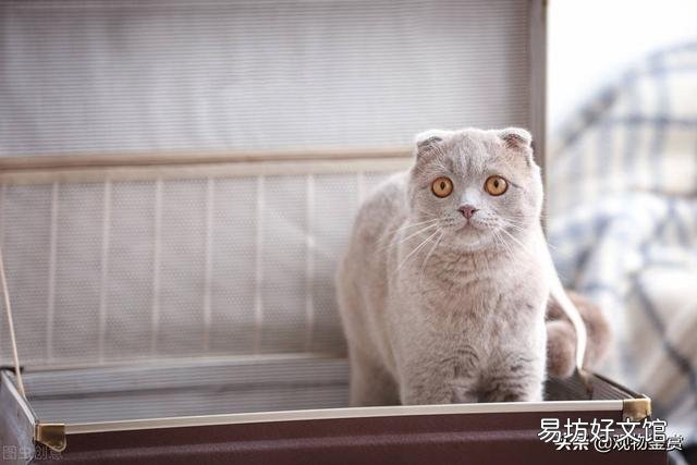 猫咪怎么托运到外地(猫咪怎么托运到外地安全)