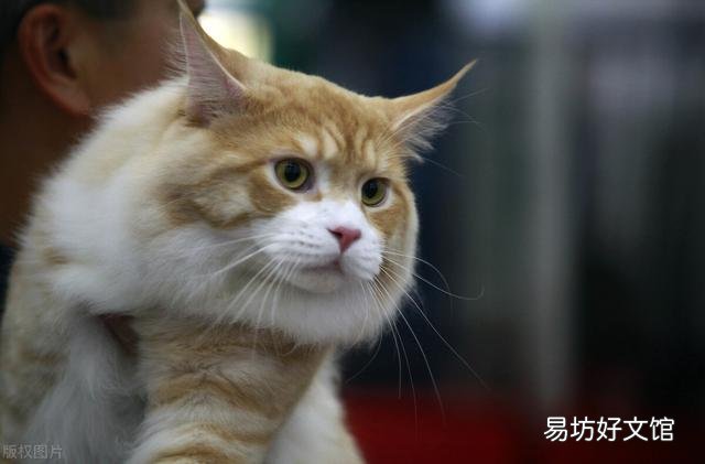 猫杯状病毒怎么治疗(猫杯状病毒怎么治疗与预防)