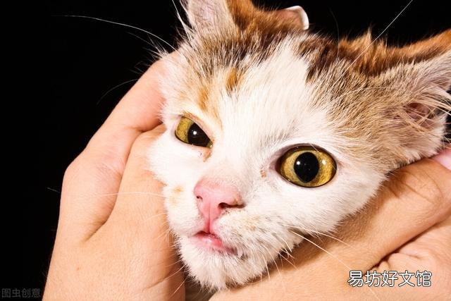 猫杯状病毒怎么治疗(猫杯状病毒怎么治疗与预防)