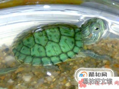 巴西龟冬眠要放水吗?巴西龟冬眠怎么养