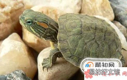 巴西龟冬眠要放水吗?巴西龟冬眠怎么养