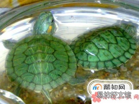 巴西龟冬眠要放水吗?巴西龟冬眠怎么养