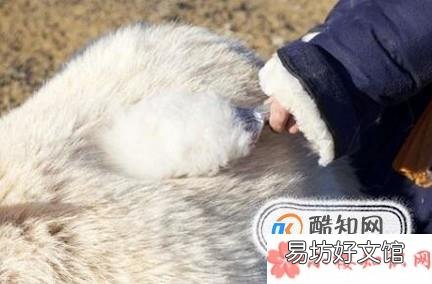 怎么鉴别真假羊绒的方法