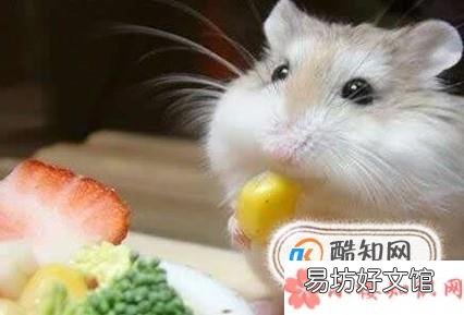 怎么确定仓鼠吃饱了 为什么一直吃也不会撑死