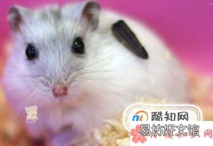 怎么确定仓鼠吃饱了 为什么一直吃也不会撑死