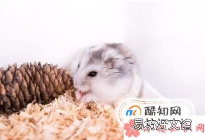 怎么确定仓鼠吃饱了 为什么一直吃也不会撑死