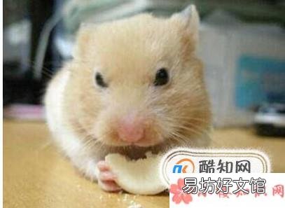 怎么确定仓鼠吃饱了 为什么一直吃也不会撑死