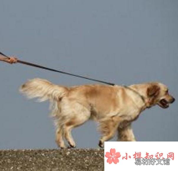 济南发布养犬通告有些什么内容