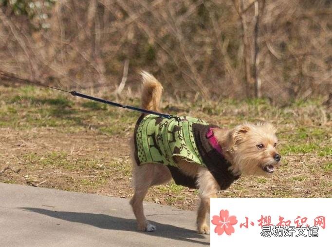 济南发布养犬通告有些什么内容
