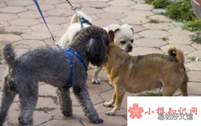 济南发布养犬通告有些什么内容