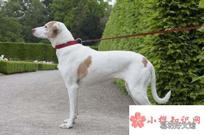 济南发布养犬通告有些什么内容
