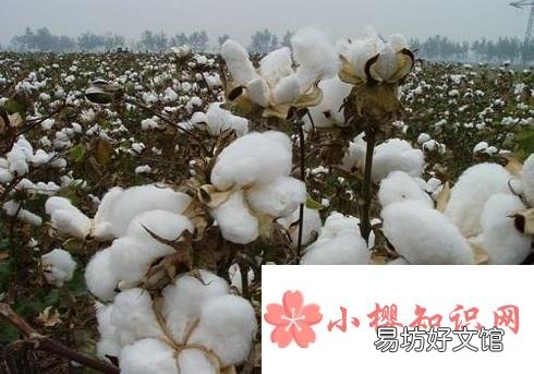 肉松里真的有棉花吗？