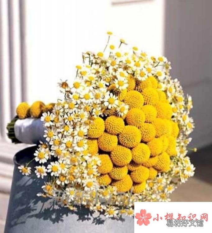 适合做干花的鲜花种类