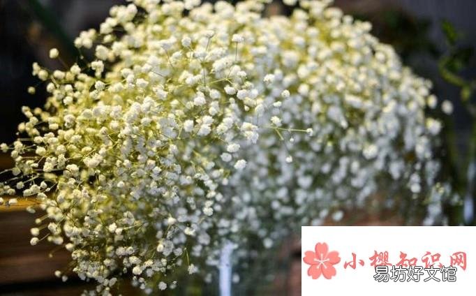 适合做干花的鲜花种类