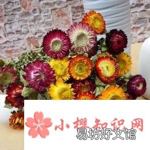适合做干花的鲜花种类
