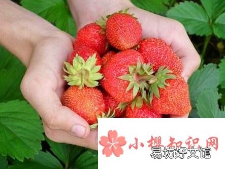 清洗草莓的正确方法有哪些