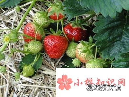 清洗草莓的正确方法有哪些