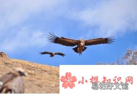 哪些人不适合看天葬