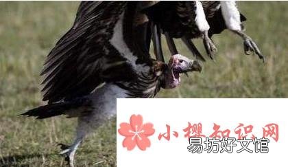 哪些人不适合看天葬