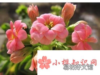 长寿花叶子发黄怎么办