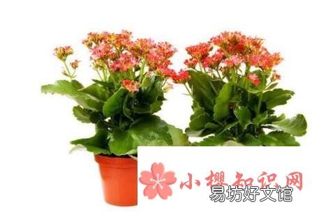 长寿花叶子发黄怎么办
