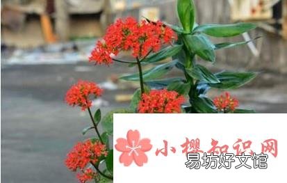 长寿花叶子发黄怎么办