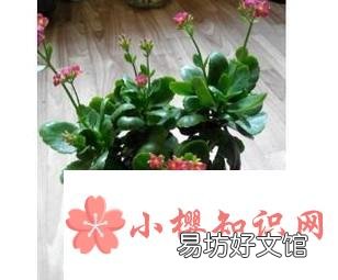 长寿花叶子发黄怎么办