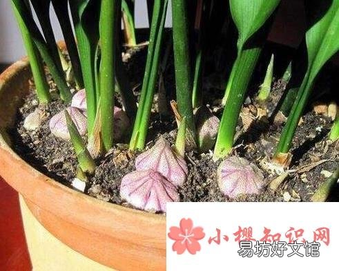 一叶兰叶子发黄怎么办