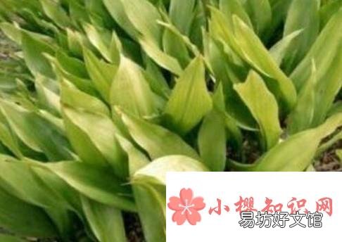 一叶兰叶子发黄怎么办