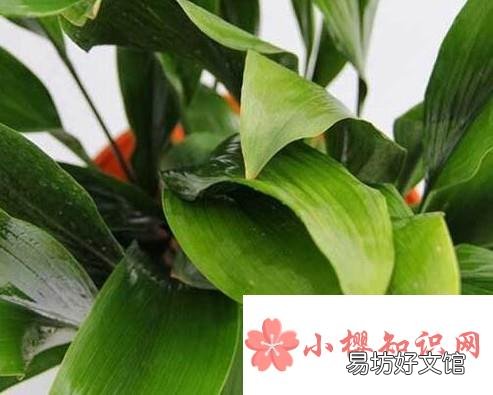 一叶兰叶子发黄怎么办