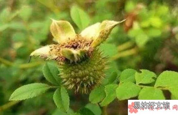 哺乳期吃刺梨影响宝宝吗 哺乳期能吃刺梨吗