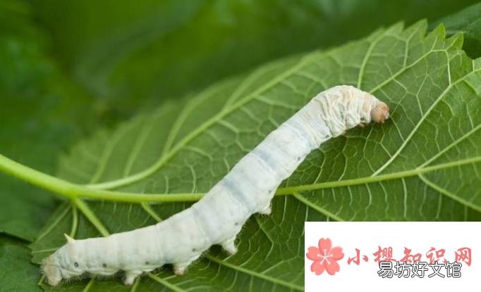 怎样养蚕才合理